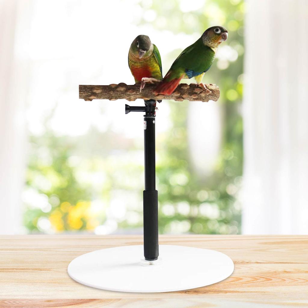 Portable Foldable Parrot Training Stand by HitMyNeed