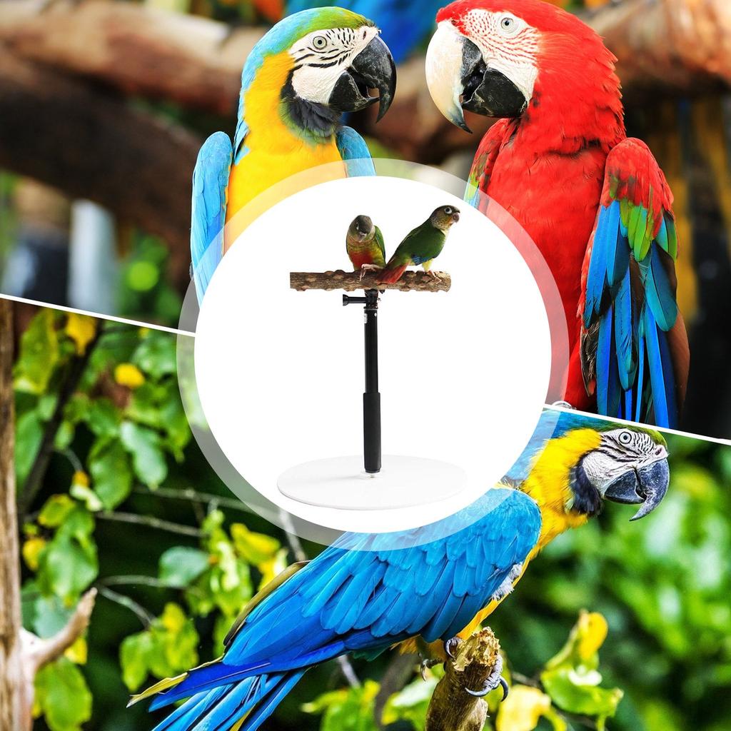 Portable Foldable Parrot Training Stand by HitMyNeed