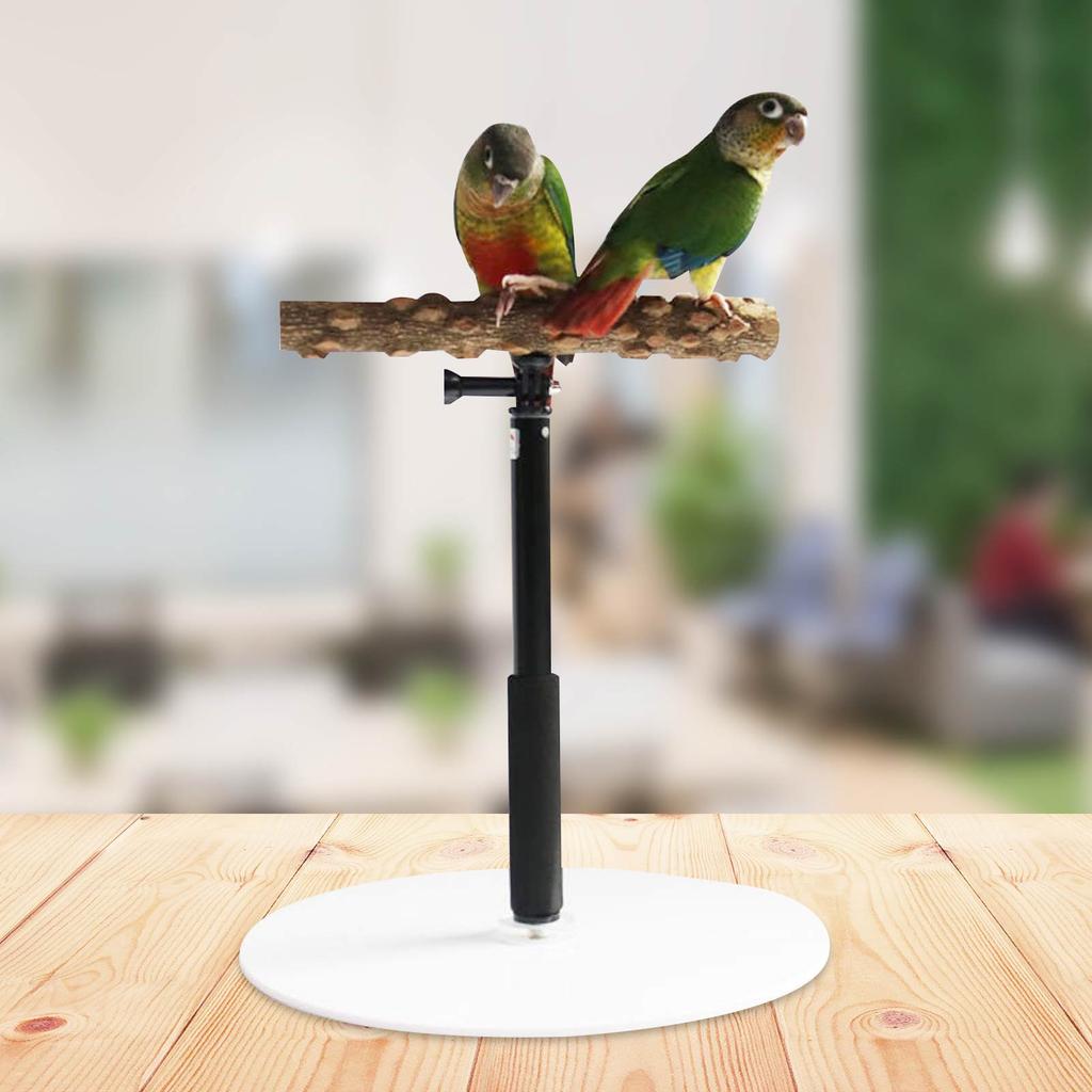 Portable Foldable Parrot Training Stand by HitMyNeed