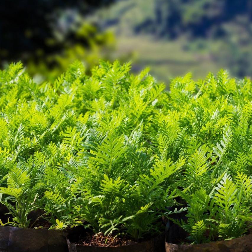 Potato Grow Bag with Harvest Window and Handles by HitMyNeed