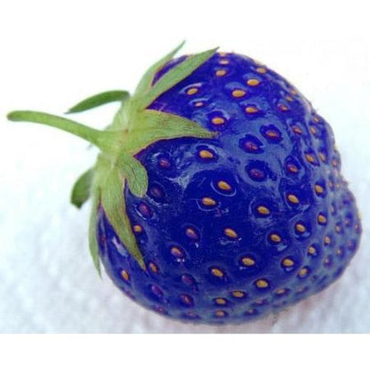 Rare Blue Strawberry Seeds (100 PCS Bonsai Variety) by HitMyNeed