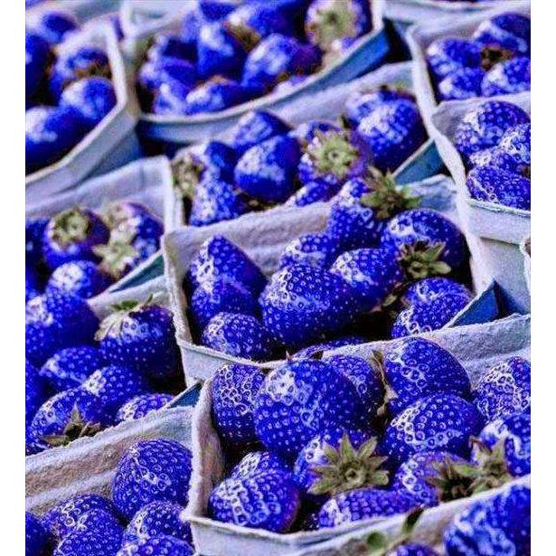 Rare Blue Strawberry Seeds (100 PCS Bonsai Variety) by HitMyNeed