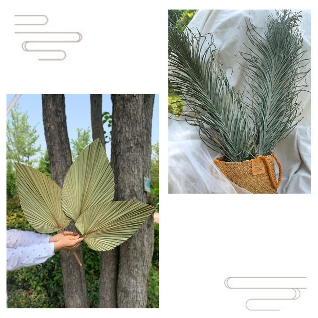Real Natural Dried Palm Leaf Decor Stem by HitMyNeed