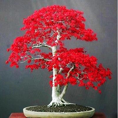 Red Maple Indoor Bonsai Tree Seeds - 20 Pack by HitMyNeed