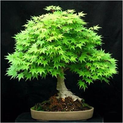 Red Maple Indoor Bonsai Tree Seeds - 20 Pack by HitMyNeed