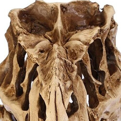 Resin Fossil Dinosaur Skull Desk and Home Decor by HitMyNeed