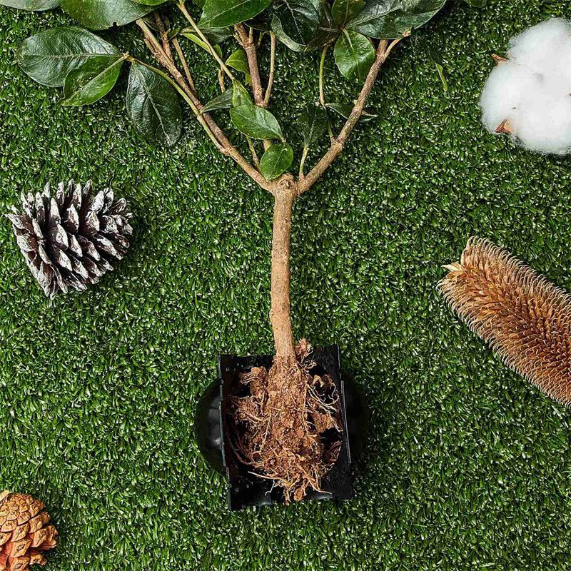 Reusable Plant Grafting Balls Set (20 Pack, 5 cm) by HitMyNeed