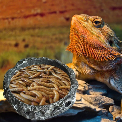 Round Resin Reptile Food Bowl 8cm by HitMyNeed