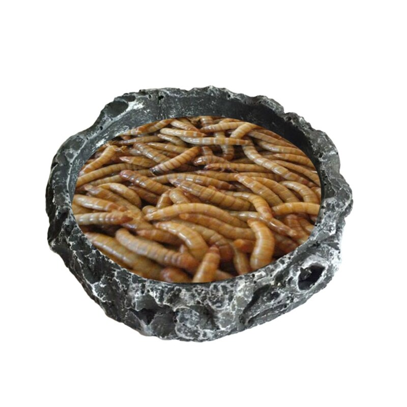Round Resin Reptile Food Bowl 8cm by HitMyNeed
