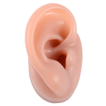 Silicone Ear Model Display with Acrylic Stand coffee-right-ear by HitMyNeed