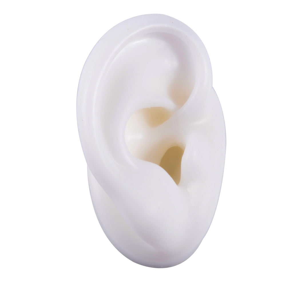 Silicone Ear Model Display with Acrylic Stand white-right-ear by HitMyNeed