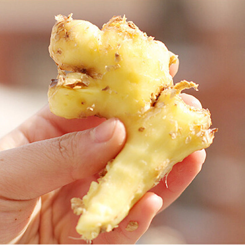 Stainless Steel Garlic & Ginger Peeler Rings (Set of 3) by HitMyNeed