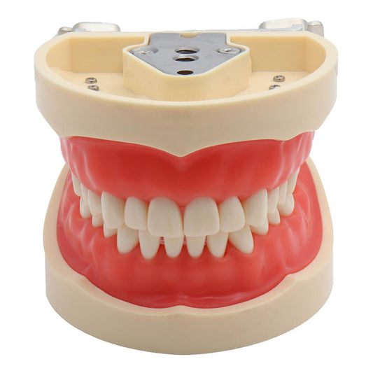 Standard Dental Model with 32 Removable Teeth by HitMyNeed