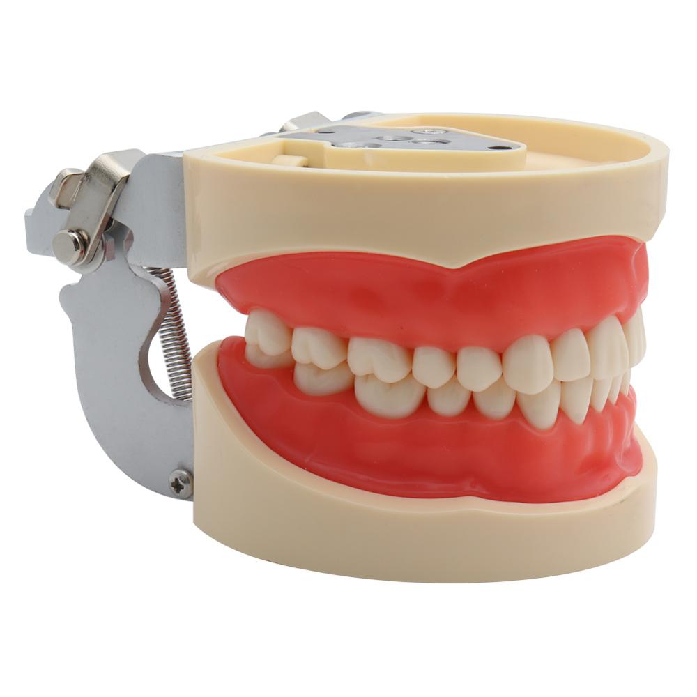 Standard Dental Model with 32 Removable Teeth by HitMyNeed