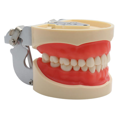 Standard Dental Model with 32 Removable Teeth by HitMyNeed