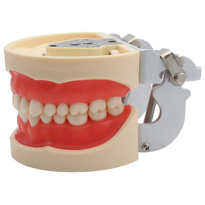 Standard Dental Model with 32 Removable Teeth by HitMyNeed