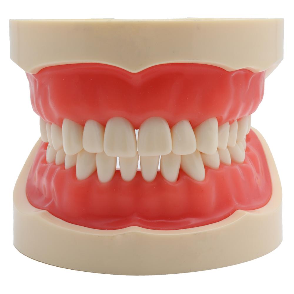 Standard Dental Model with 32 Removable Teeth by HitMyNeed