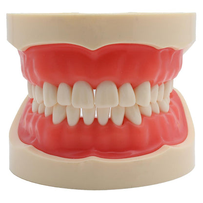 Standard Dental Model with 32 Removable Teeth by HitMyNeed