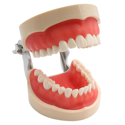Standard Dental Model with 32 Removable Teeth by HitMyNeed
