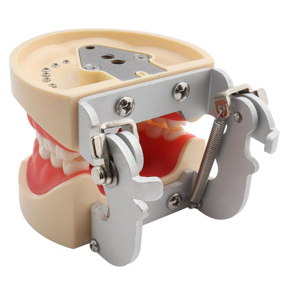 Standard Dental Model with 32 Removable Teeth by HitMyNeed