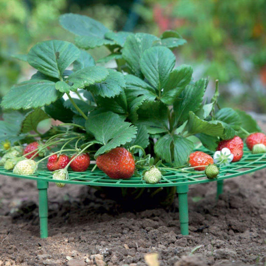 Strawberry Support Frame Stand Set (5 Pack) by HitMyNeed