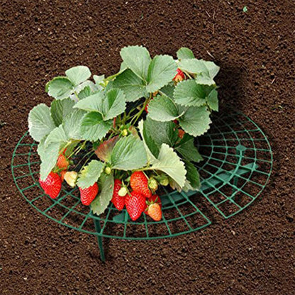 Strawberry Support Plastic Plant Frame 30cm by HitMyNeed