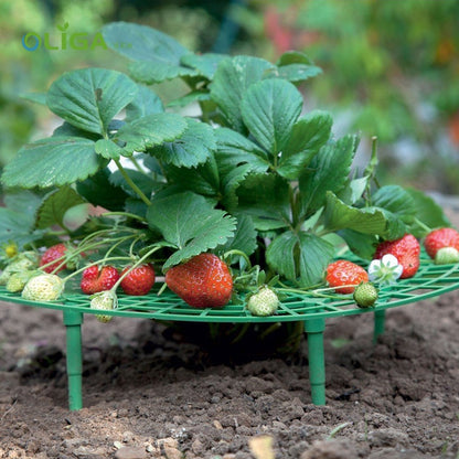 Strawberry Support Plastic Plant Frame 30cm by HitMyNeed