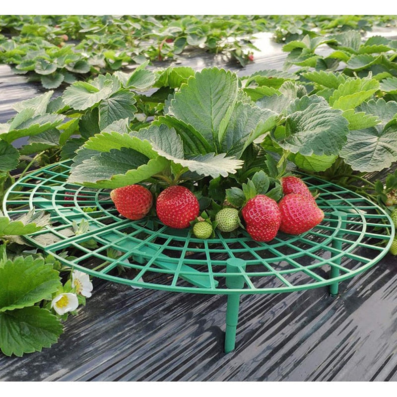 Strawberry Support Plastic Plant Frame 30cm by HitMyNeed