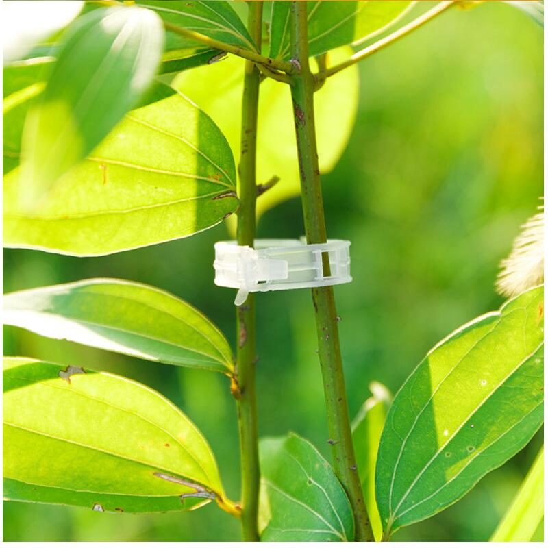 Tomato Plant Support Clips 25mm (100 Pack) by HitMyNeed