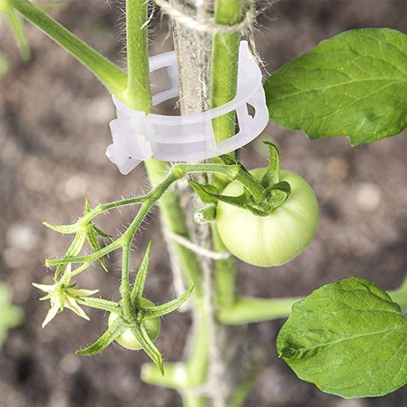 Tomato Plant Support Clips 25mm (100 Pack) by HitMyNeed