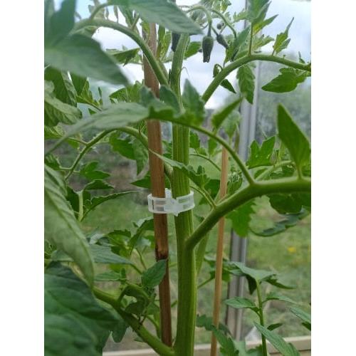 Tomato Plant Support Clips 25mm (100 Pack) by HitMyNeed