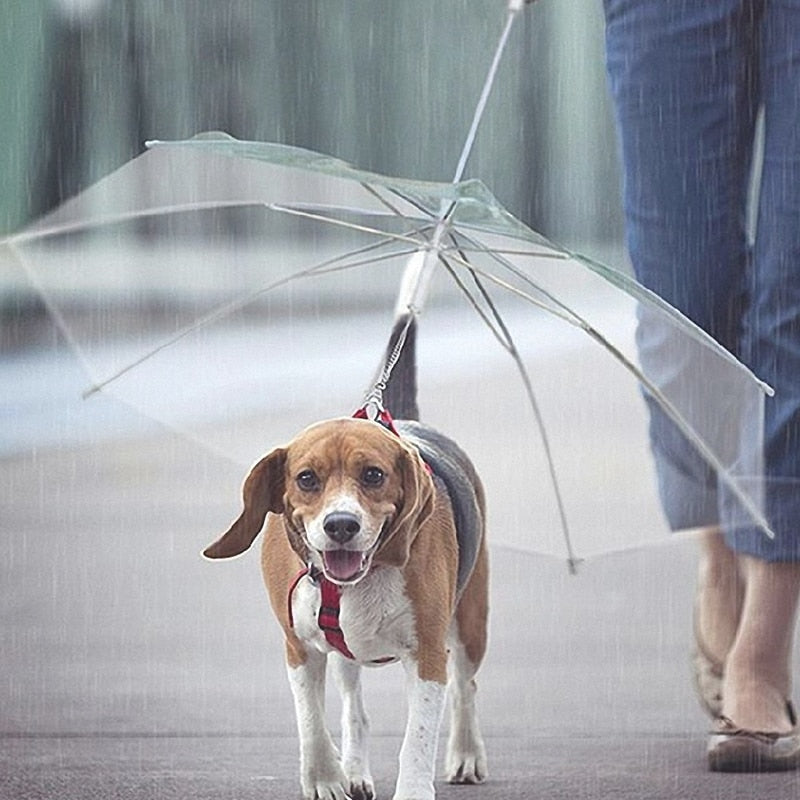 Transparent Dog Umbrella Leash with Built-In Chain by HitMyNeed