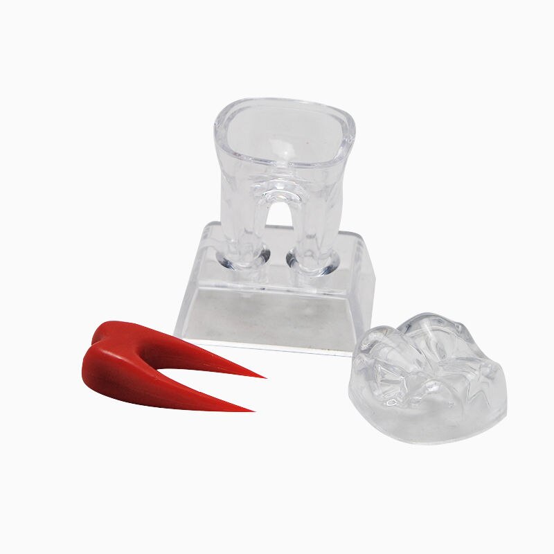 Transparent Molar Tooth Model with Crystal Stand by HitMyNeed