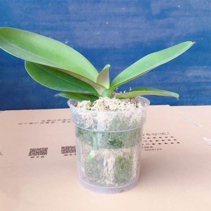 Transparent Resin Planting Cups Set of 10 by HitMyNeed