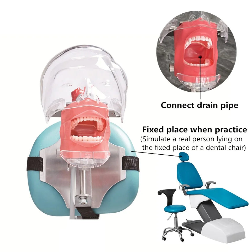 Typodont Dental Phantom Head Manikin for Training by HitMyNeed