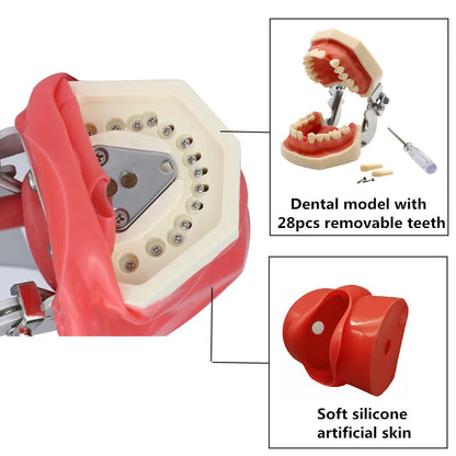 Typodont Dental Phantom Head Manikin for Training by HitMyNeed