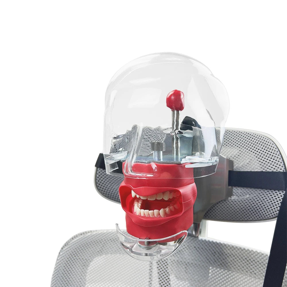 Typodont Dental Phantom Head Manikin for Training by HitMyNeed