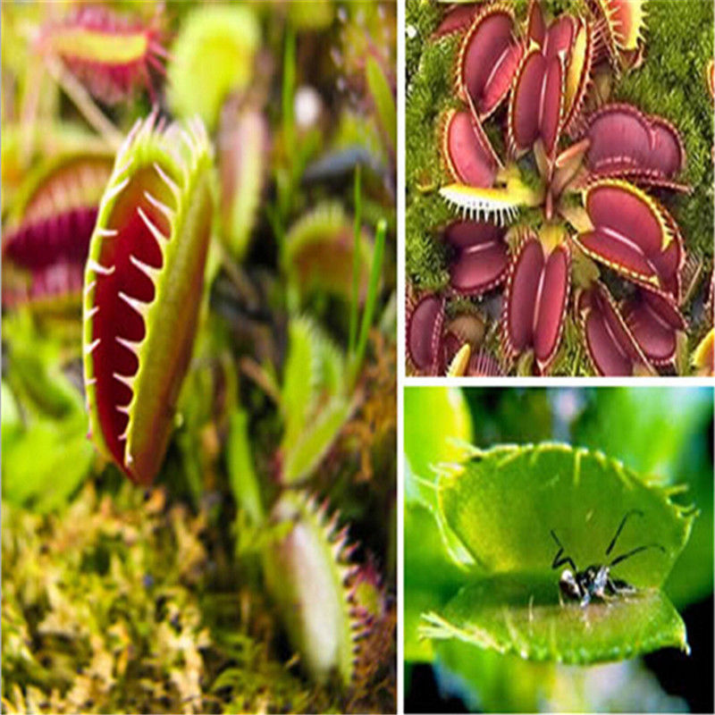 Venus Flytrap Seeds (40 Pack) - Dionaea muscipula by HitMyNeed