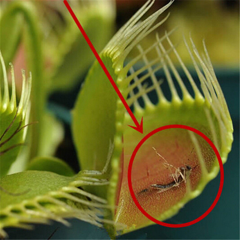 Venus Flytrap Seeds (40 Pack) - Dionaea muscipula by HitMyNeed