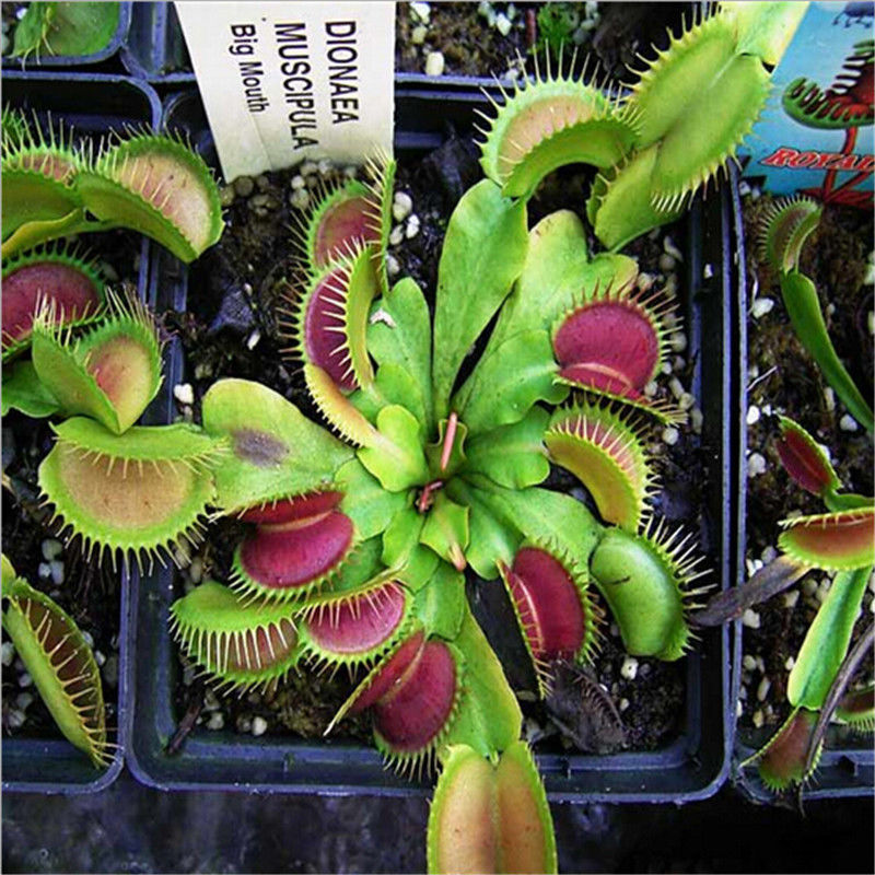 Venus Flytrap Seeds (40 Pack) - Dionaea muscipula by HitMyNeed