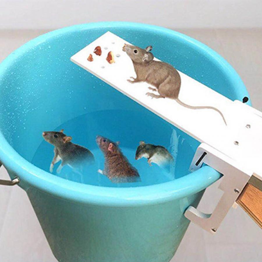 Walk the Plank Humane Mouse Trap Plank by HitMyNeed