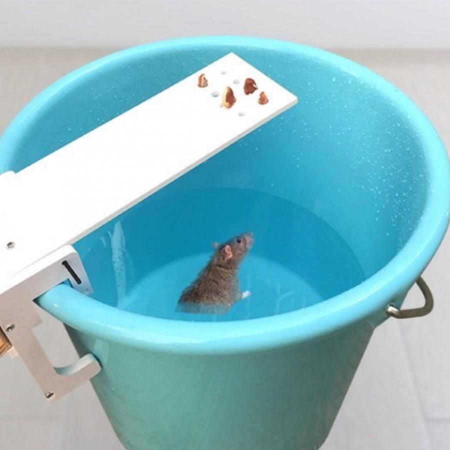 Walk the Plank Humane Mouse Trap Plank by HitMyNeed
