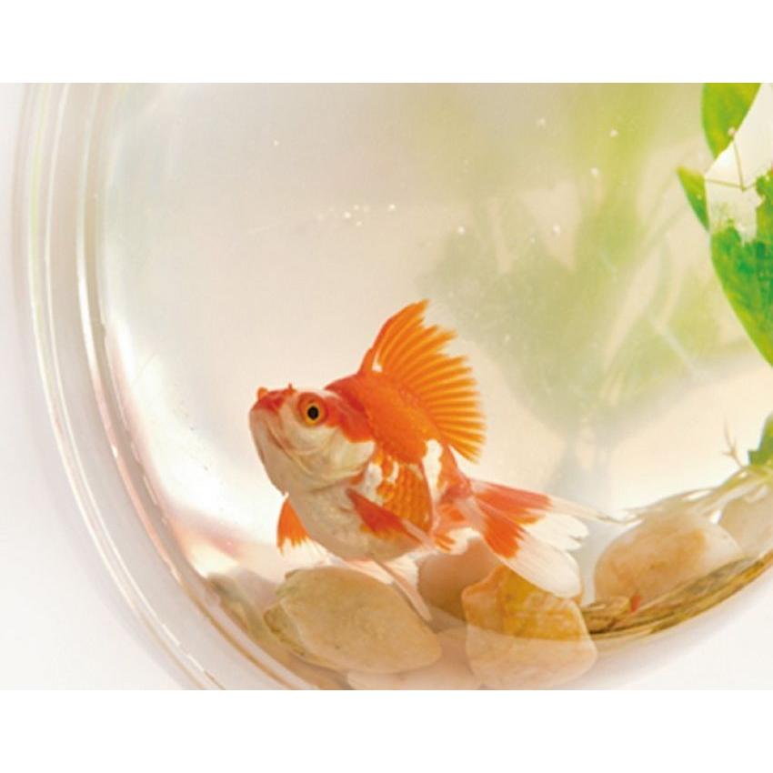 Wall Mounted Acrylic Fish Bowl Aquarium by HitMyNeed