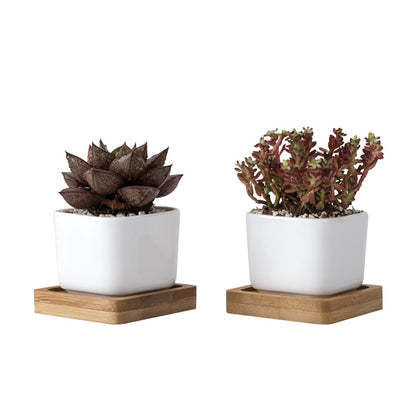White Ceramic Mini Plant Pots with Bamboo Trays (2pcs) by HitMyNeed