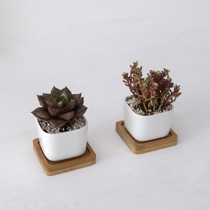 White Ceramic Mini Plant Pots with Bamboo Trays (2pcs) by HitMyNeed