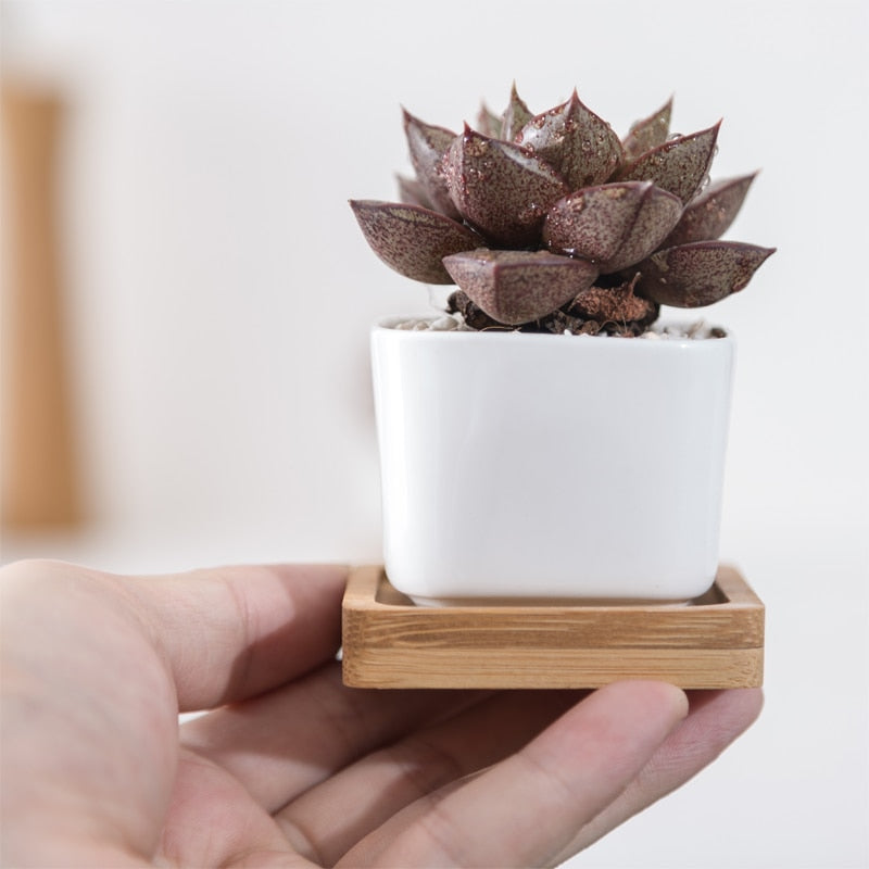 White Ceramic Mini Plant Pots with Bamboo Trays (2pcs) by HitMyNeed