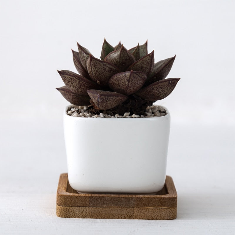 White Ceramic Mini Plant Pots with Bamboo Trays (2pcs) by HitMyNeed