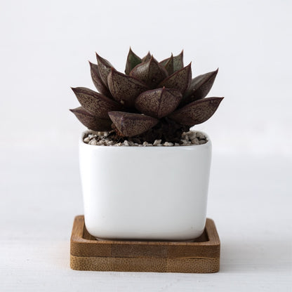 White Ceramic Mini Plant Pots with Bamboo Trays (2pcs) by HitMyNeed
