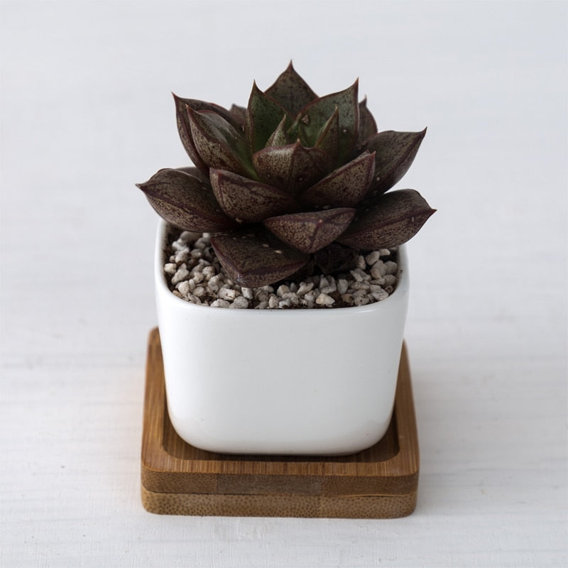 White Ceramic Mini Plant Pots with Bamboo Trays (2pcs) by HitMyNeed