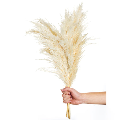 White Pampas Grass Stems Decoration (10 Pack) by HitMyNeed